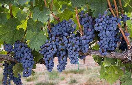 Viticulture and Enology